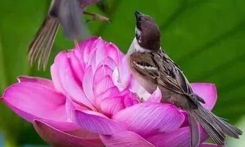 Chim sẻ và hoa sen