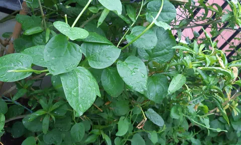 Lá mọc xanh rừng