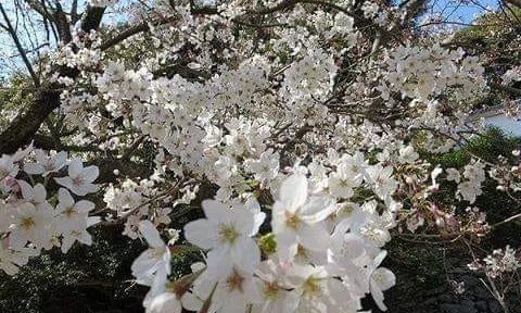 Phù du cánh mỏng