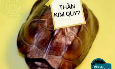 Thần Kim Quy?
