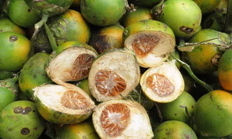 Cau phơi tái, gái đoạn tang