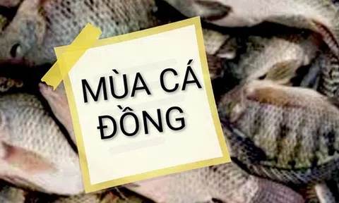 Mùa cá đồng