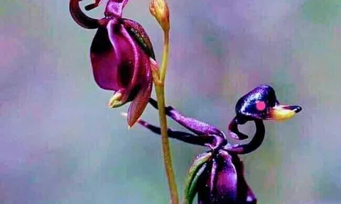 Lắm lời