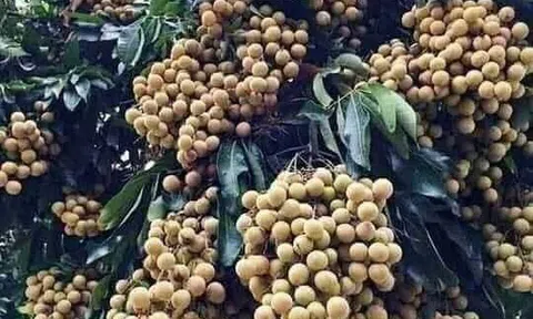 Rau quả mùa nào thức ấy