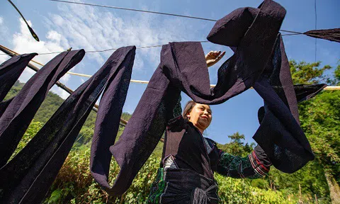 Lào Cai: Người Mông Sa Pa vào mùa thu hoạch cây lanh, dệt vải