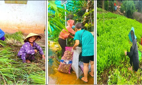 Trong bão dịch, những chuyến xe yêu thương chở 113 tấn nông sản từ Bình Phước đến Sài Gòn - Bình Dương