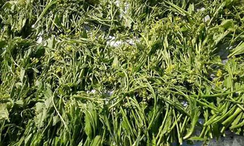 Điện Biên: Gò pạ gò ché - món ăn độc đáo của người Hà Nhì