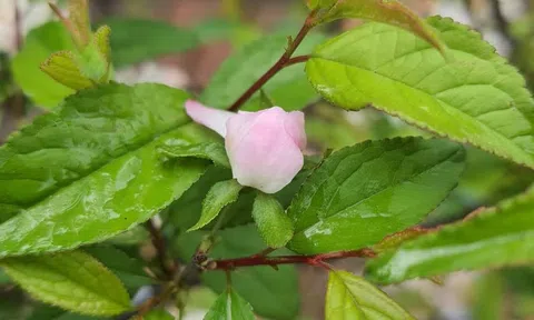 Quê hương