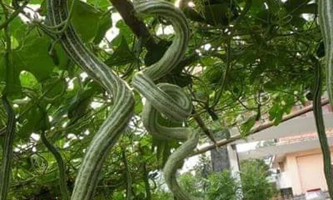 Mướp rắn