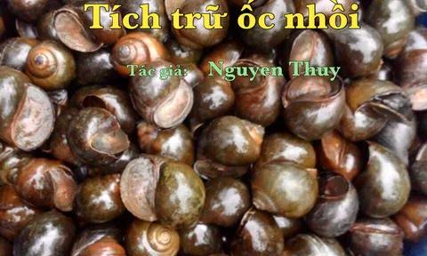 Tích trữ ốc nhồi!