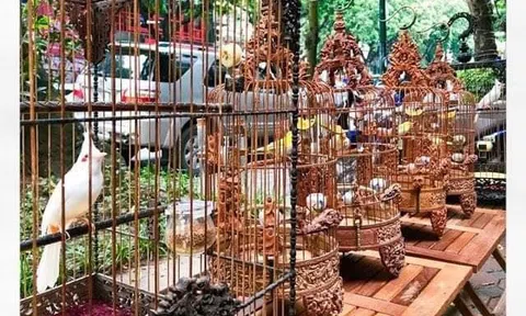 Tản mạn về chim cảnh