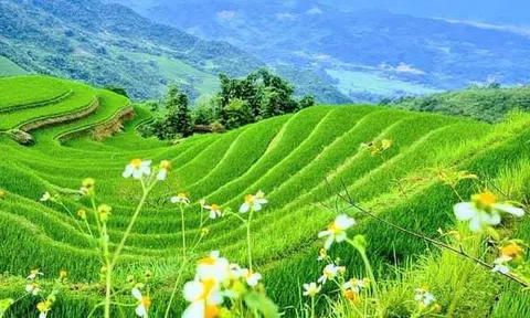Chị  May