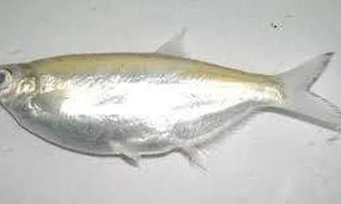 Cá thiểu kho tiêu