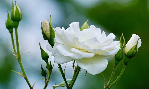 Nụ hôn đầu tiên và cuối cùng của người chiến sĩ trẻ