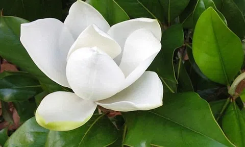 Theo câu ca dao đến với Mộc lan hoa trắng hay Sen đất