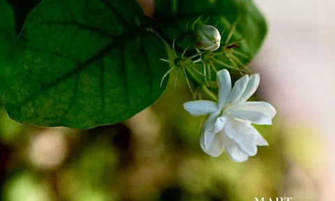 Người Hà Nội quê tôi 