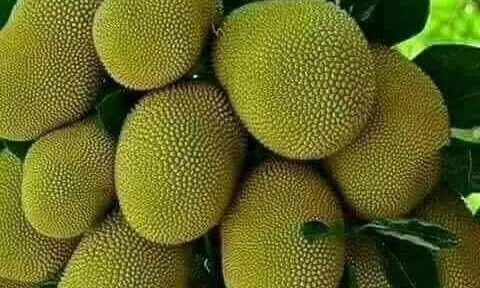 “Tại anh tại ả” hay “ Vỏ quýt dày có móng tay nhọn”?