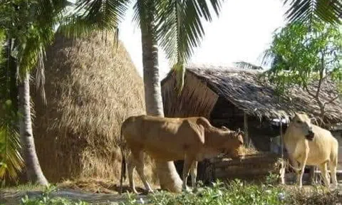 Anh nông dân đi bán bò 
