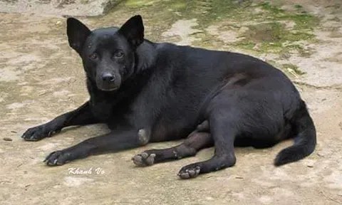 Công công Mực mập