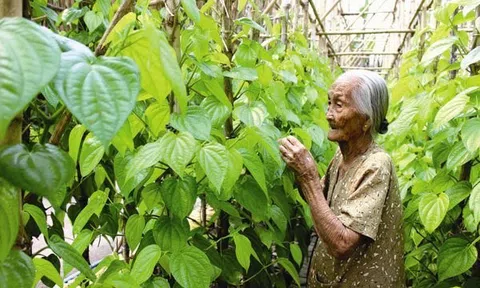 Nhớ nội
