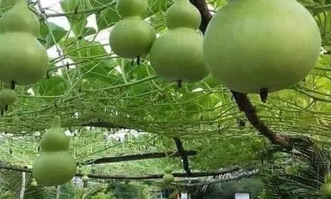 Tản mạn về hồ lô
