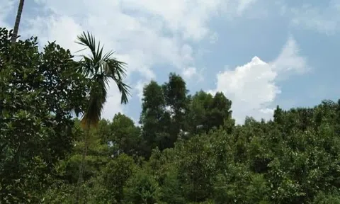 Cô Sâm