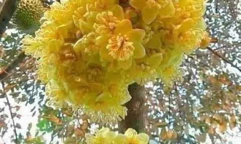 Đồi Mộng