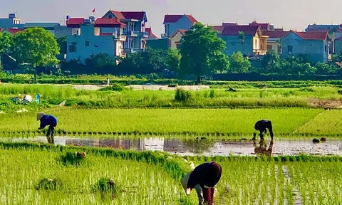 Ma mặt thớt (Ma ở làng Láng)