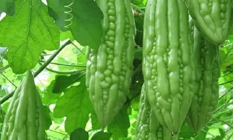 Khổ qua!