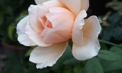 Từ chuyện con chuột