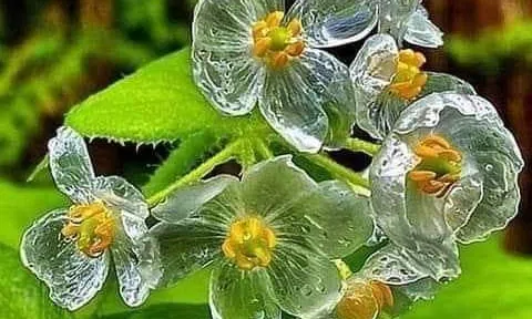 Cây hoa Diphylleia Grayi
