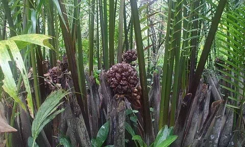 Hàng dừa nước ven sông
