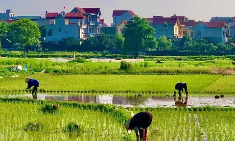 Cái ruộng ba bờ