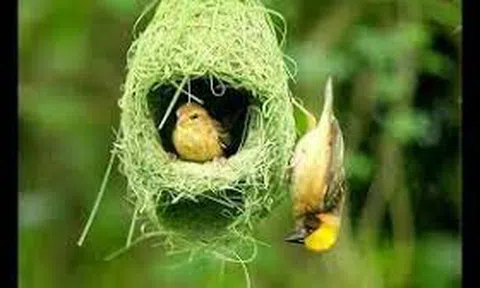 Mùa dòng dọc gọi bầy