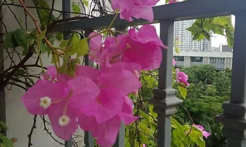 Thanh thản một phần đời