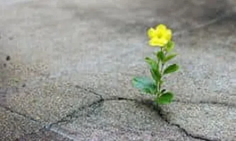 Đừng nhổ rồi tôi sẽ trổ bông