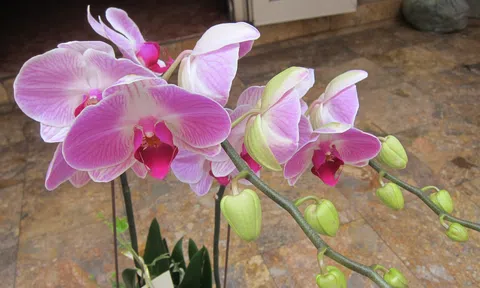 Mỗi ngày 3 bản nhạc – Vĩ thanh