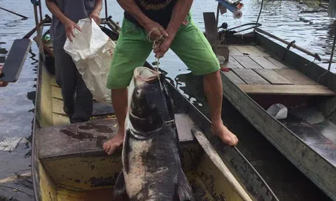 Ngư dân  bắt được cá mè "khủng" trên hồ thủy điện Tuyên Quang