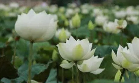 Giờ này em ở đâu?