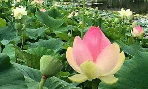 Tản mạn về sen