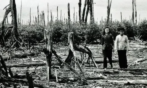 Khỉ đột ở Bình Phước