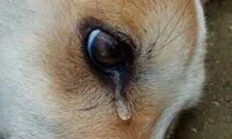 Kiếp sau làm chó