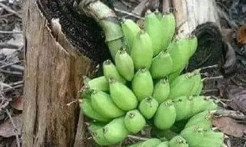 Trực giác mách bảo