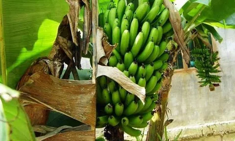 Bụi chuối sau hè