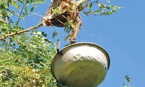 Canh chua lươn - Trứng kiến