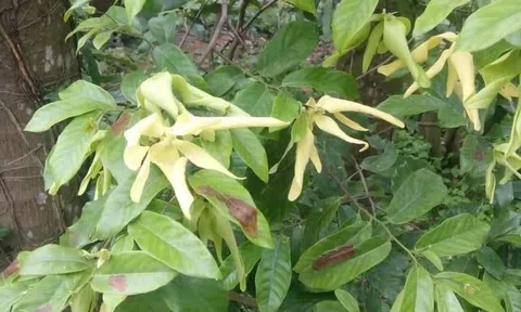 Thoảng mùi hoa dẻ