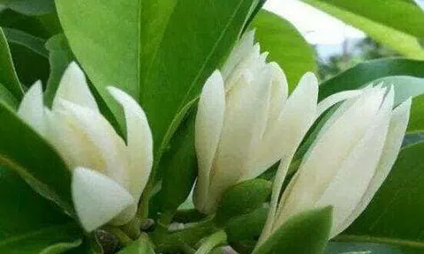 Cô Lân lớp 4C của tôi