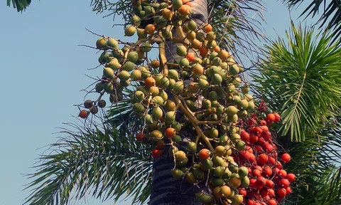 Mất giỗ đổ cau chả được cái gì