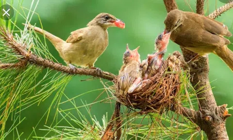 Lý giải tình yêu