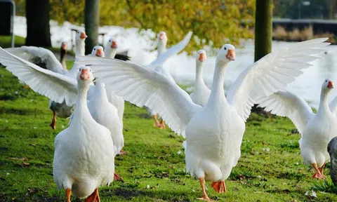 Bạn biết gì về con ngỗng?